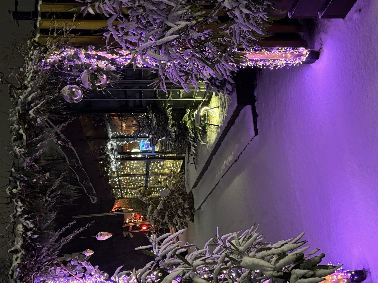 Verschneiter Weg unter einem Bogen aus Tannengrün und Lichtern, violett angestrahlt